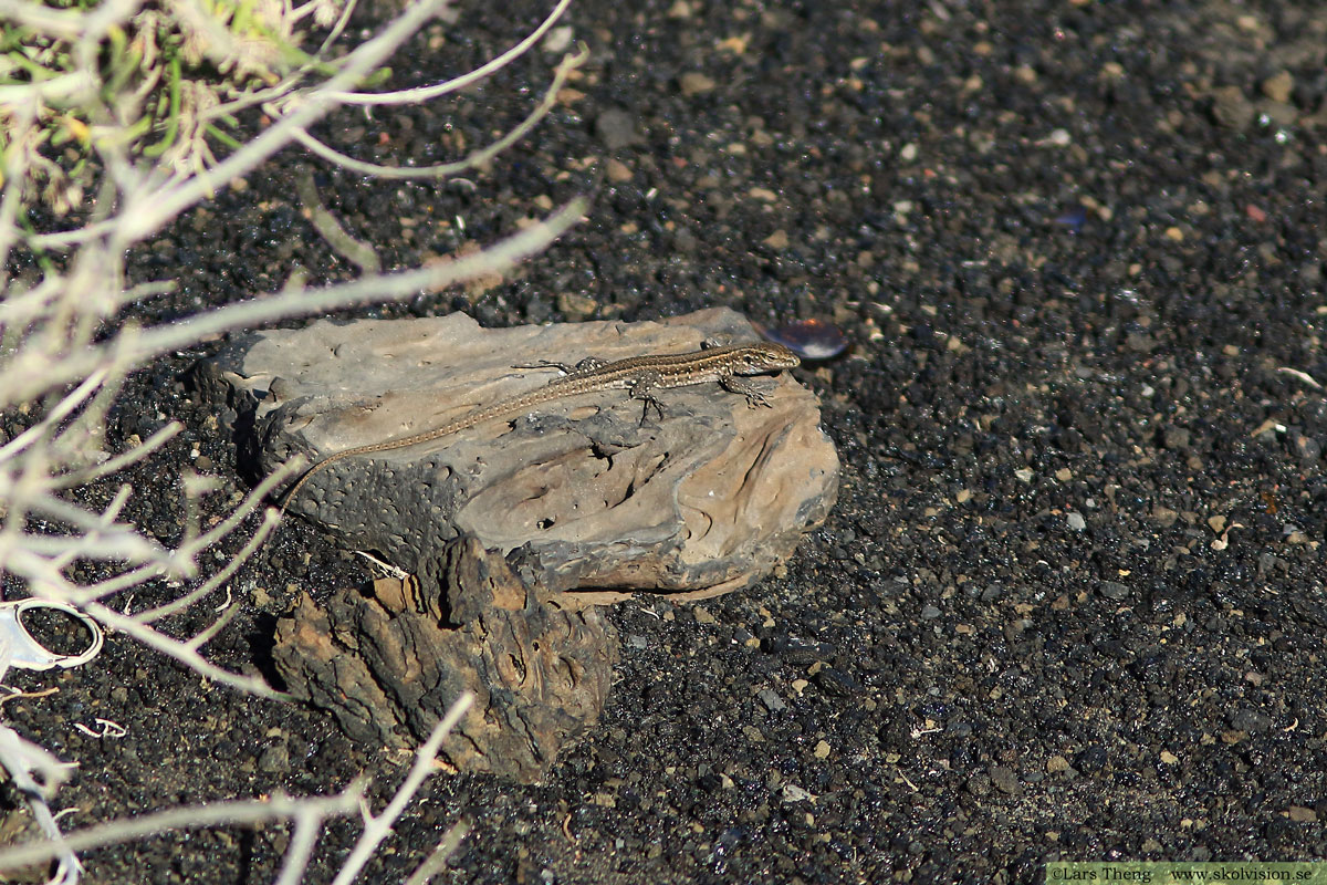 Kopparödla, Anguis fragilis